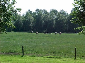 tong36.jpg (26749 bytes)